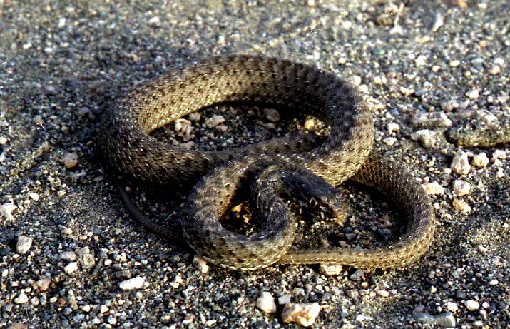 Malpolon monspessulanus 2